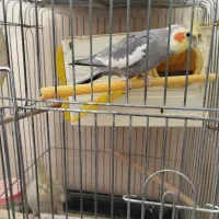 عروس هلندی|پرنده|مشهد, مقدم|دیوار