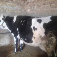 گاو و گوساله ماده سیمینتال|حیوانات مزرعه|هرسین, |دیوار