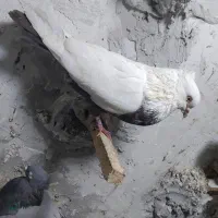 کبوتر دمبی|پرنده|شیراز, شهرک قمشه|دیوار