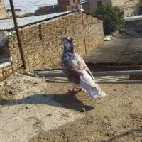 سه عدد کبوتر|پرنده|گنبد کاووس, |دیوار