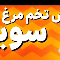 پخش تخم مرغ خورده به قیمت عمده