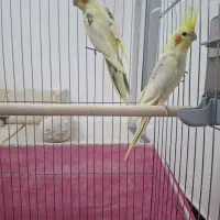 طوطی عروس|پرنده|ابهر, |دیوار