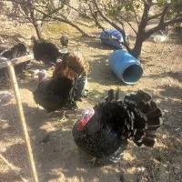 بوقلمون برنز|حیوانات مزرعه|کهک, |دیوار