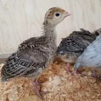 جوجه بوقلمون