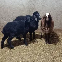 ۳ راس بره سبک|حیوانات مزرعه|پاکدشت, پاکدشت (مامازند)|دیوار