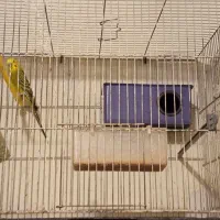 فروش فوری|پرنده|تربت جام, علوی|دیوار