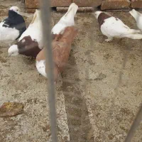 کبوتر فروشی یا معاوظه