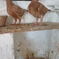 جفت جوجه کبوتر زرد