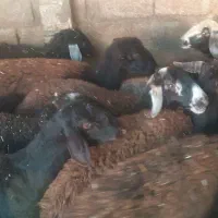 فروش گوسفند|حیوانات مزرعه|صحنه, |دیوار