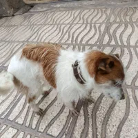 سگ شیتزو پاکوتاه