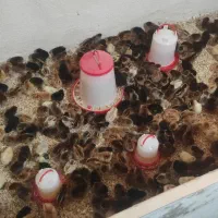 جوجه مرغ رسمی اصلاح شده گلپایگان