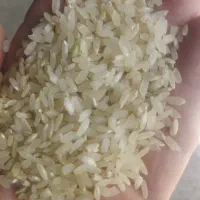 برنج کامفیروزی اصل