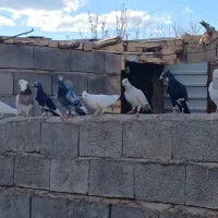 کبوتر جفتی|پرنده|کشکوئیه, |دیوار