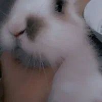 خرگوش گمشده|حیوانات|دورود, |دیوار