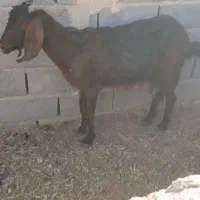 بز شیری