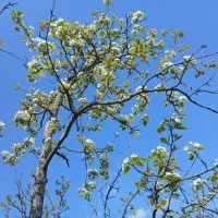 پلاک های مسکونی  باغی کلنگی ویژه مبین بالو