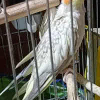 عروس هلندی