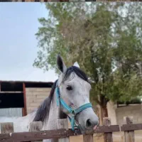 اسب نر ، دوساله ، مدارک دار