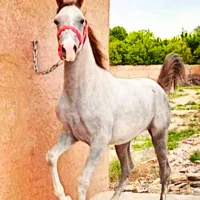 اسب
