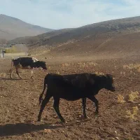 گاو دورگ|حیوانات مزرعه|بیرانوند, |دیوار