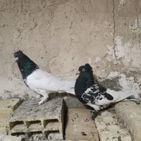 جفت کله سیاه جوون بازیکن پامیلی|پرنده|شیراز, بهارستان|دیوار