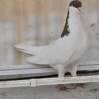 تعدادی کبوتر سیاه پوش با دم سیاه|پرنده|اقبالیه, |دیوار