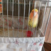 جوجه طوطی کوتوله