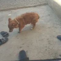 سلام این روپیداکردم صاحبش زنگ بزنه مژدگانی بده ببر
