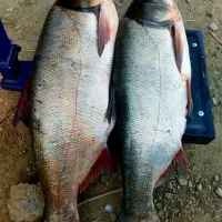 قزل فیتوفاگ بزرگ ۱۰کیلویی