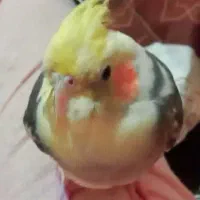 عروس هلندی نر