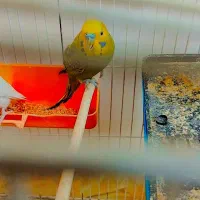 650000|پرنده|هشتگرد, سعید آباد|دیوار