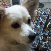 سگم ازخونه بیرون رفته