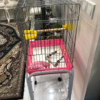 قفس عروس هلندی|لوازم جانبی حیوانات|تهران, خاک سفید|دیوار