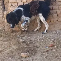توله...سگ قهدرجونی قهدرجانی ۱۵ ماه نر معاوضه دارم