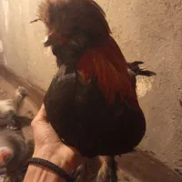 خروس و مرغ پرپا کاکولی|حیوانات مزرعه|تربت‌حیدریه, قائم|دیوار