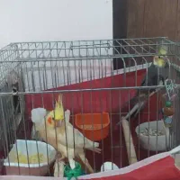 عروس هلندی با۴عددجوجه|پرنده|صدرا-فارس, فاز ۲|دیوار