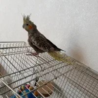 دوعدد عروس هلندی با وسیله کامل|پرنده|پیر بکران, |دیوار