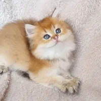 فروشگاه گربه‌های خاص (پرشین اسکاتیش بریتیش)|گربه|تهران, پونک|دیوار