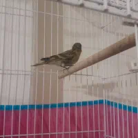 گلبسر|پرنده|بافت, |دیوار