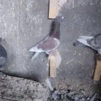 کرواتی افغونی زرد کرمونی و چندتا جوجه|پرنده|تربت‌حیدریه, شهرک ولیعصر|دیوار