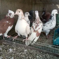 کبوتر پرشی|پرنده|سیرجان, |دیوار