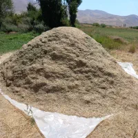 کاه یونجه چین دوم