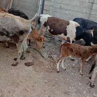 گاو گوساله بومی|حیوانات مزرعه|کرمانشاه, |دیوار