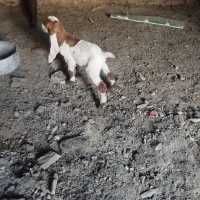 نر بزنجدی|حیوانات مزرعه|کنگاور, |دیوار