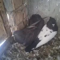 کبوتر