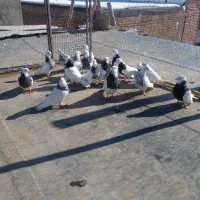 کفتر طوقی|پرنده|سقز, |دیوار