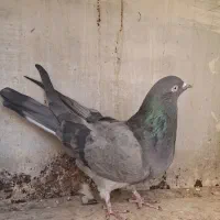 نر و ماده دوده ای|پرنده|شهرکرد, |دیوار