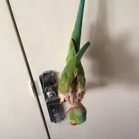 حیوانات گمشده