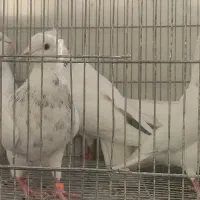 5  طوق طوقی الماسی هفترنگ  نر