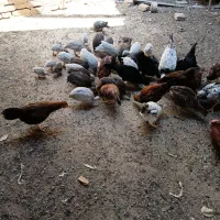 مرغ شاخدار ۳ ماهه